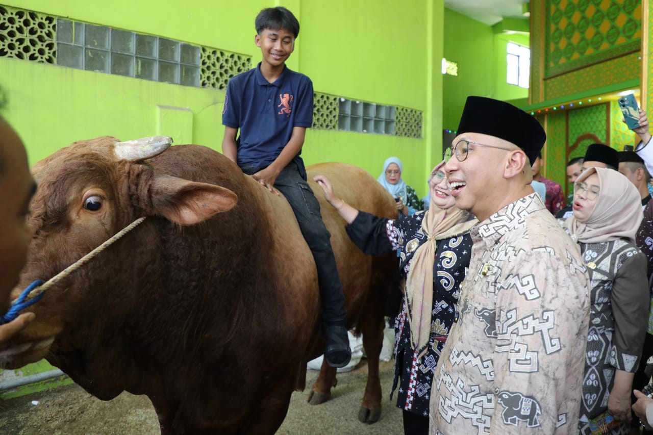 Gubernur Mirza Serahkan Sapi Kurban dari Presiden Prabowo Jenis Simmental